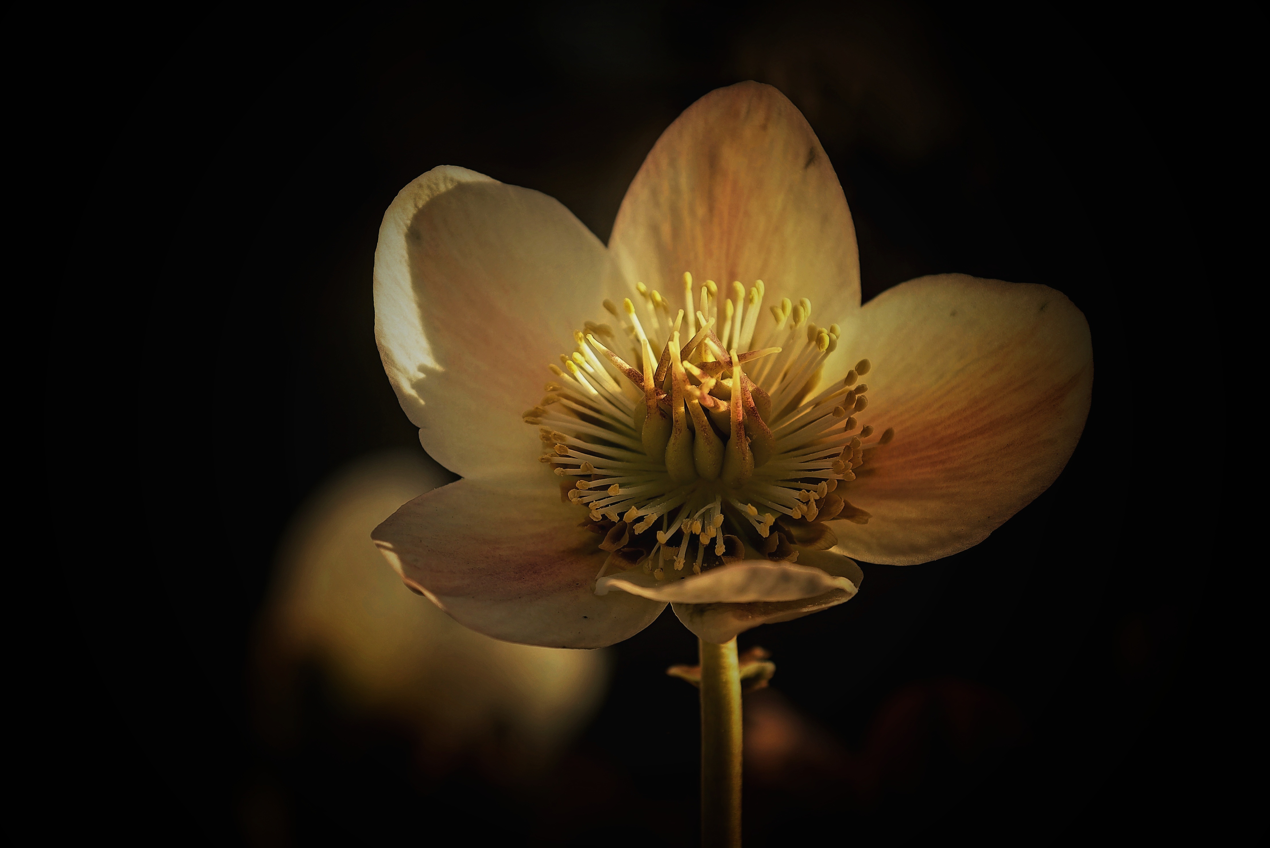 从本地文件夹到 GitHub 新仓库:一步步推送指南